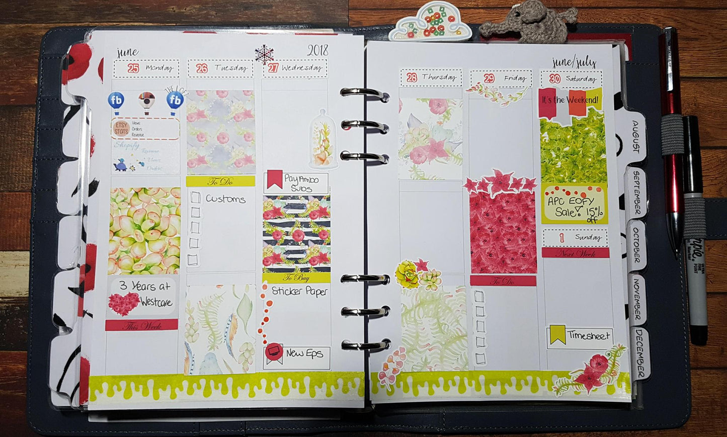 Succulent Weekly Kit